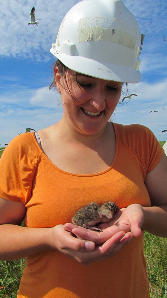 Visitor Services staff holds a Common tern chick