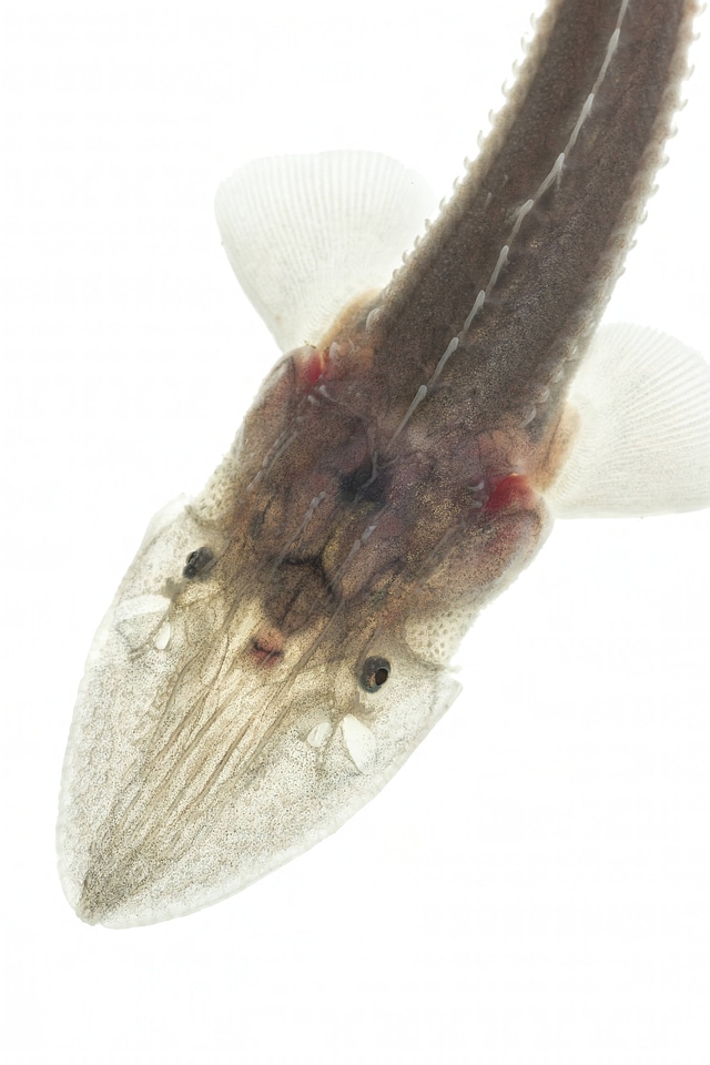 Juvenile pallid sturgeon 