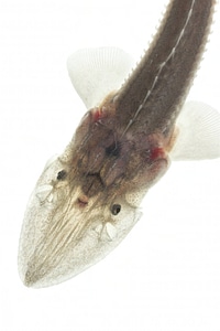 Juvenile pallid sturgeon photo