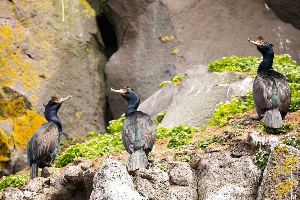 Red-faced cormorants perched on rocks