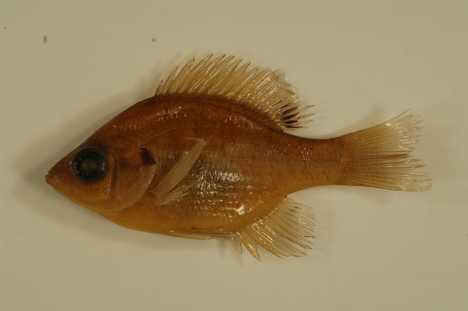 Lepomis macrochirus