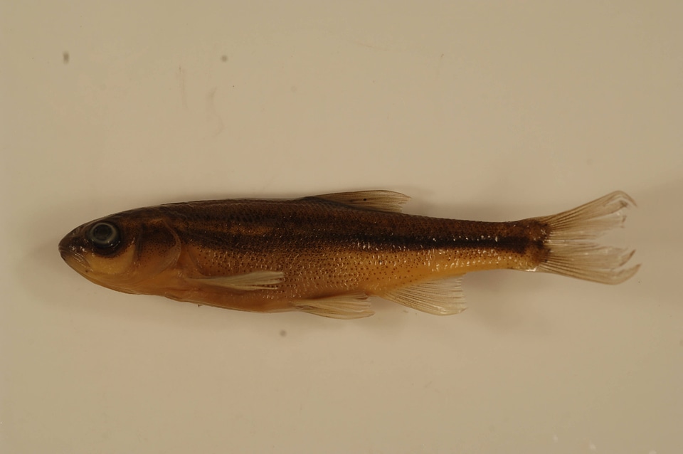 Richardsonius balteatus