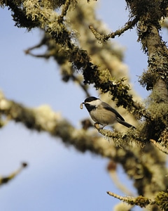 Black-capped chickadee with insect photo