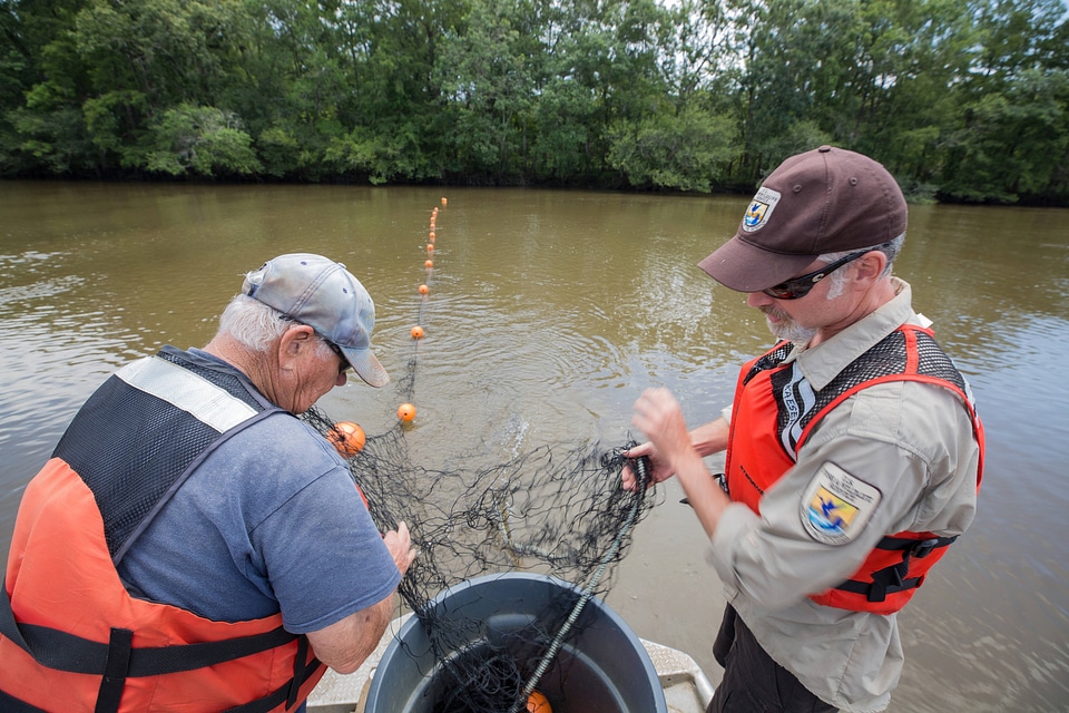 Biologists in boat net Gulf sturgeon in river