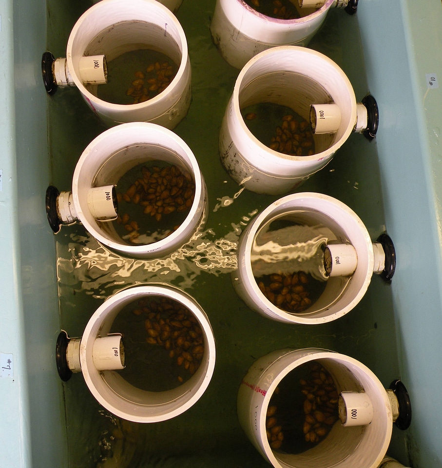 Recirculating tank upweller at White Sulphur Springs National Fish Hatchery