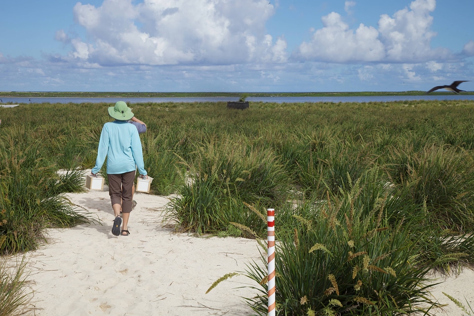 Nihoa Millerbird Translocation-1