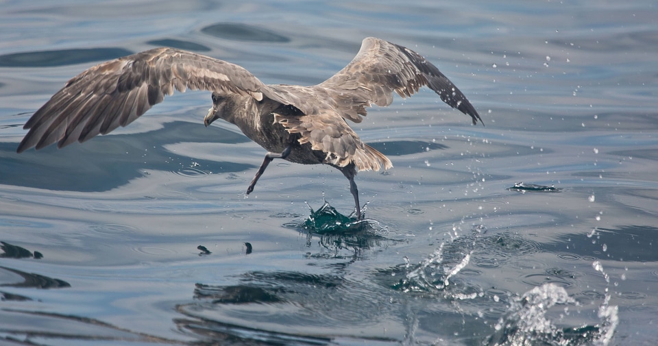 Northern Fulmar