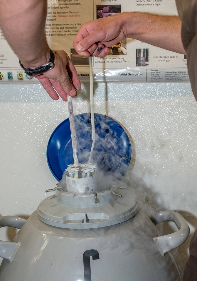 Cryogenic tanks for Pallid sturgeon sperm