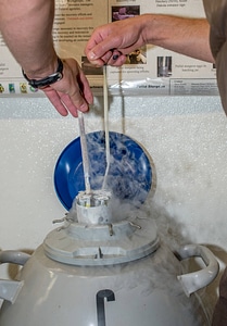Cryogenic tanks for Pallid sturgeon sperm