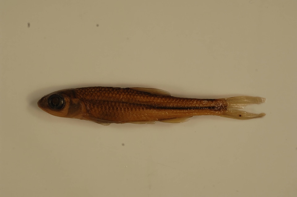 Notropis scabriceps