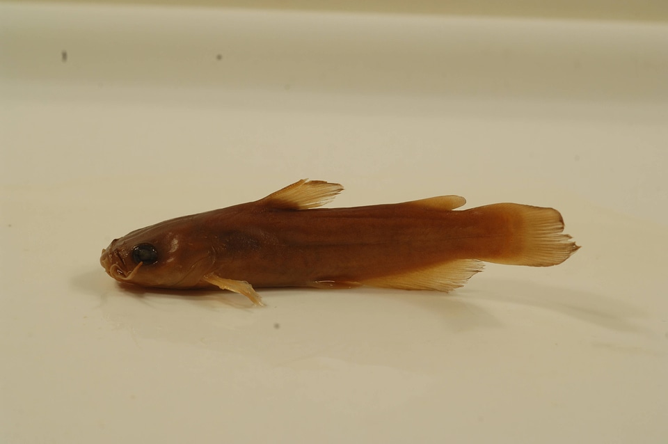 Ameiurus platycephalus