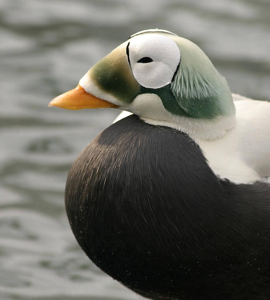 Spectacled eider male and female