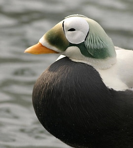 Spectacled eider male and female