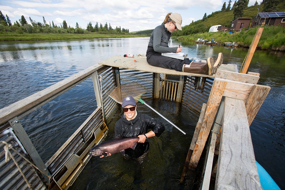Biologist sample pacific salmon