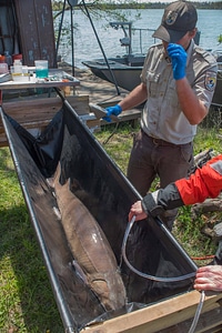 USFWS Fisheries crew prepares to operate on lake sturgeon