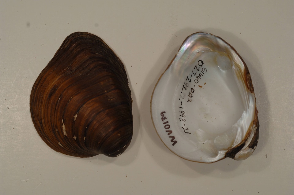 Pleurobema cordatum