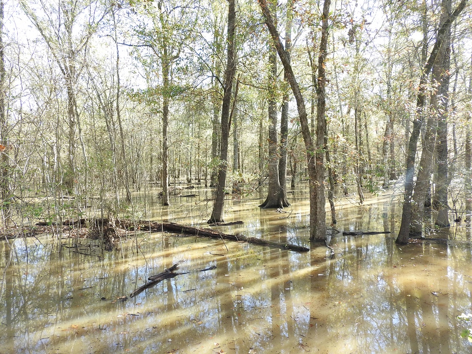 Coastal Water Authority tract during high water