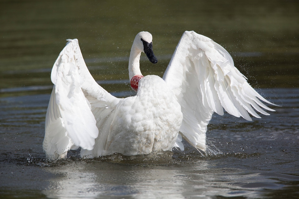 Adult Trumpeter Swan flaps wings