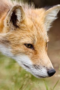 Red fox close-up photo