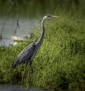 Great Blue Heron-1 photo