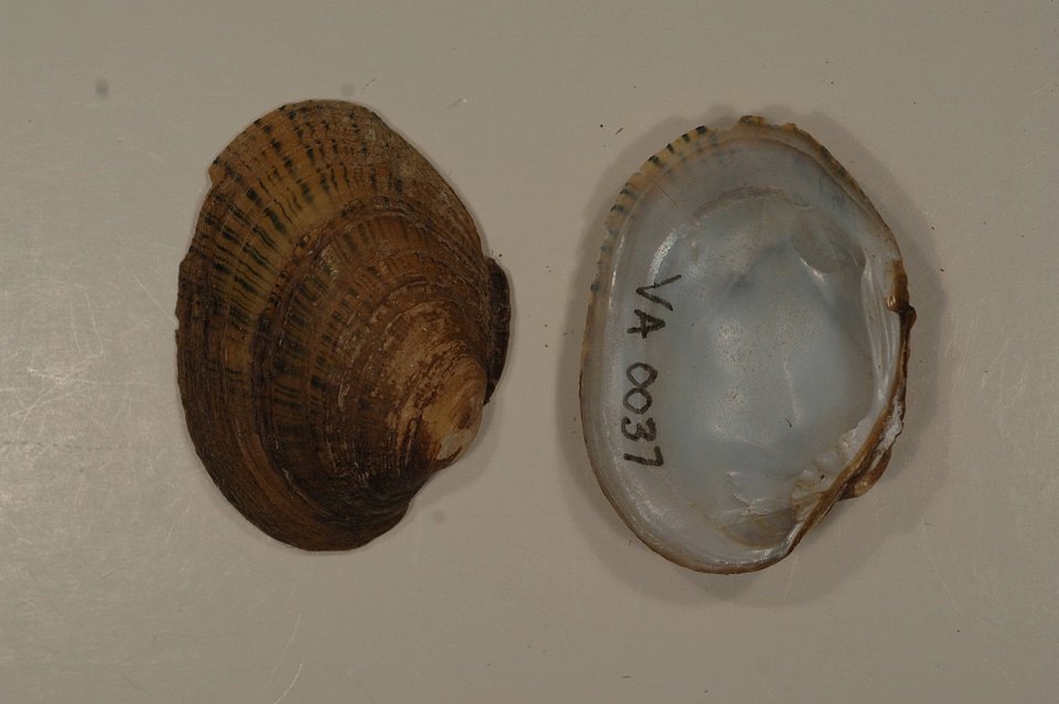 Lampsilis fasciola
