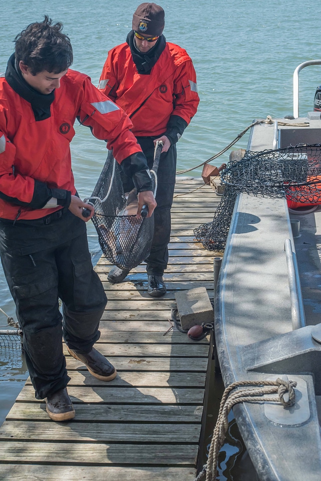 USFWS Fisheries crew transports lake strugeon to shore