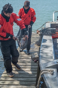 USFWS Fisheries crew transports lake strugeon to shore