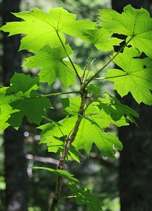 Devil's club foliage 