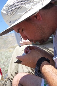 Nihoa Millerbird Translocation-2