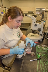 Worker doing in-vitro culture of freshwater mussels