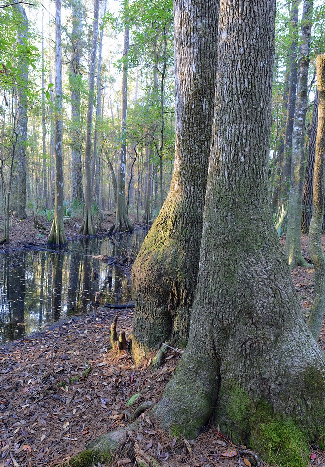 Coastal bottomland forest