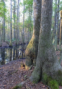 Coastal bottomland forest