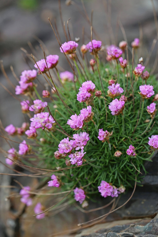 Armeria maritima