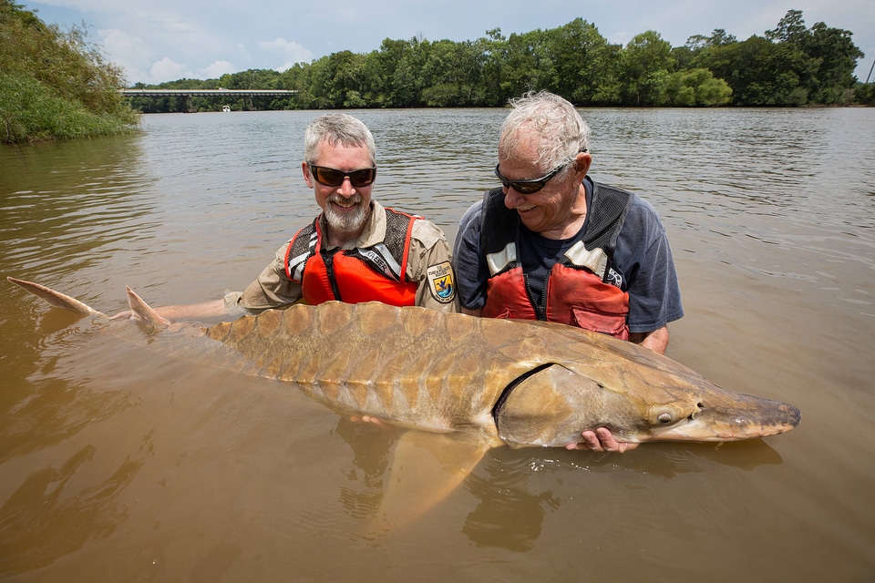 Biologists show length of a Gulf sturgeon in river