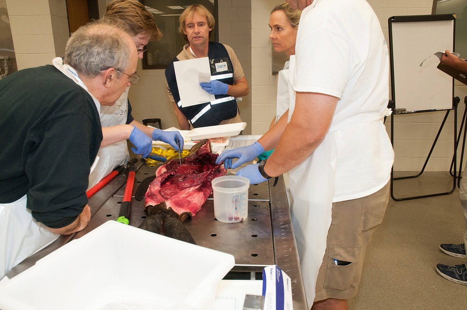Marine Mammal Stranding Course at NCTC-1