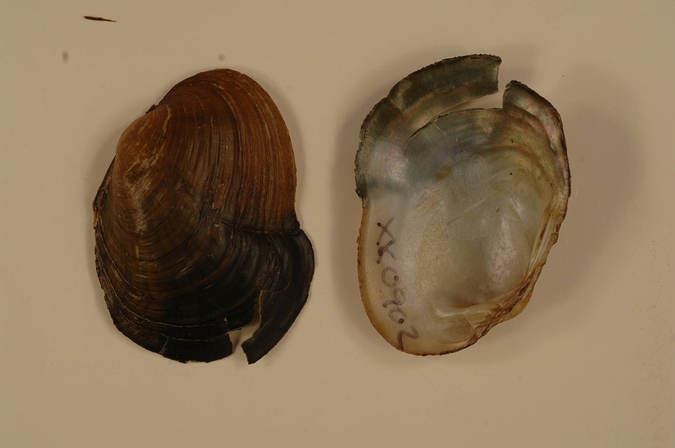 Epioblasma capsaeformis-1