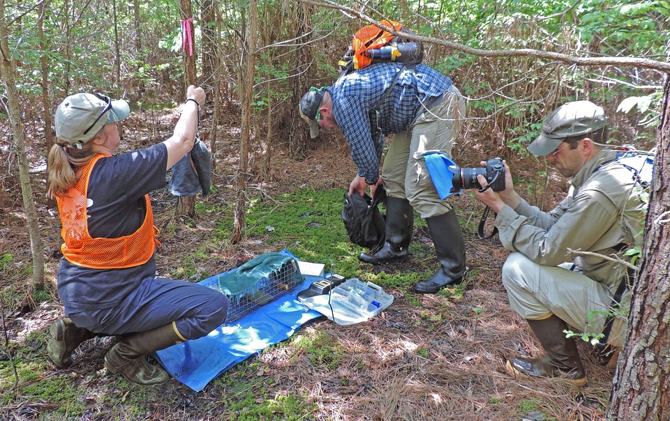 Biologists tagging Delmarva Peninsula fox squirrels