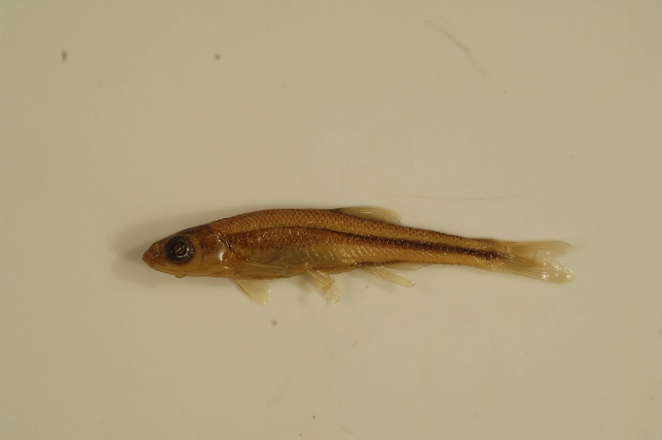Lythrurus ardens