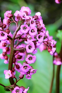 Bloom purple pink