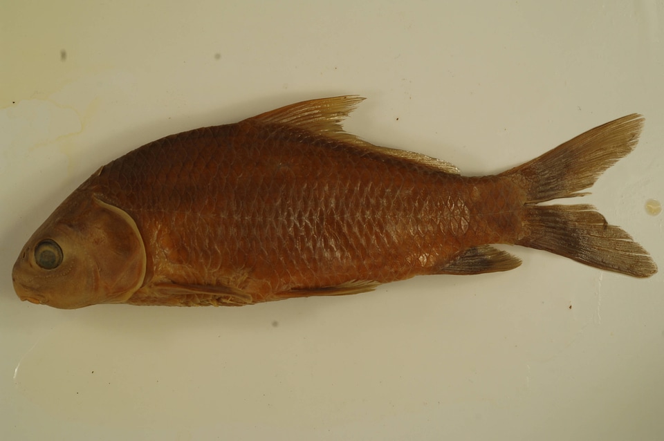 Ictiobus niger