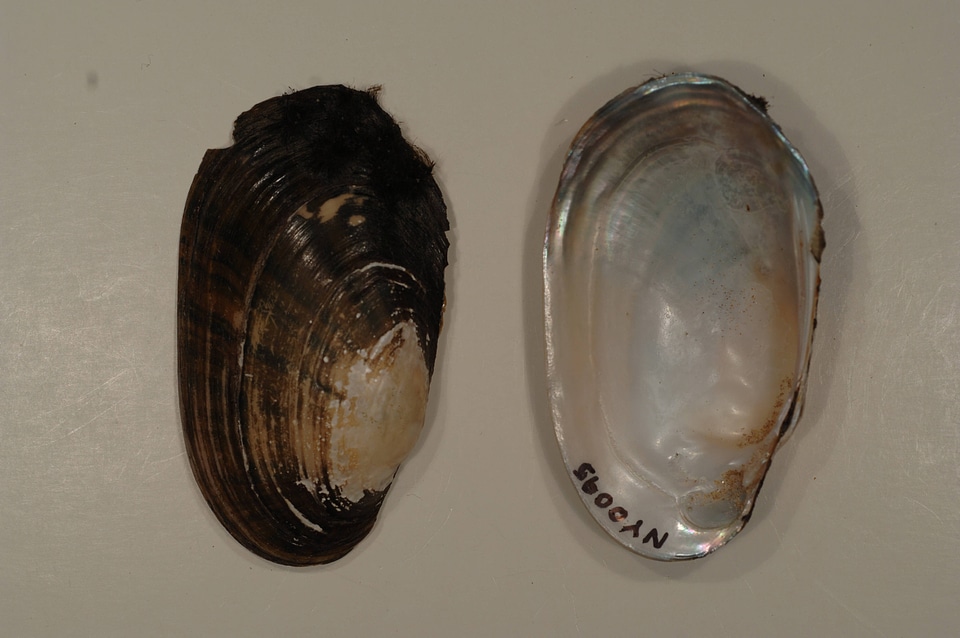Lampsilis radiata radiata