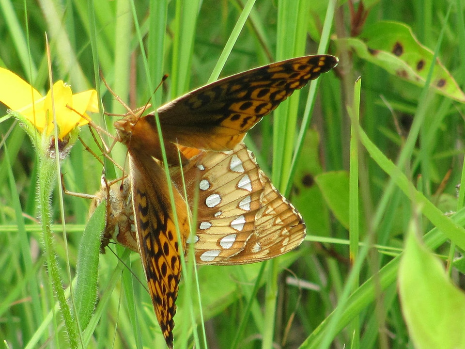 Great spangled fritillary