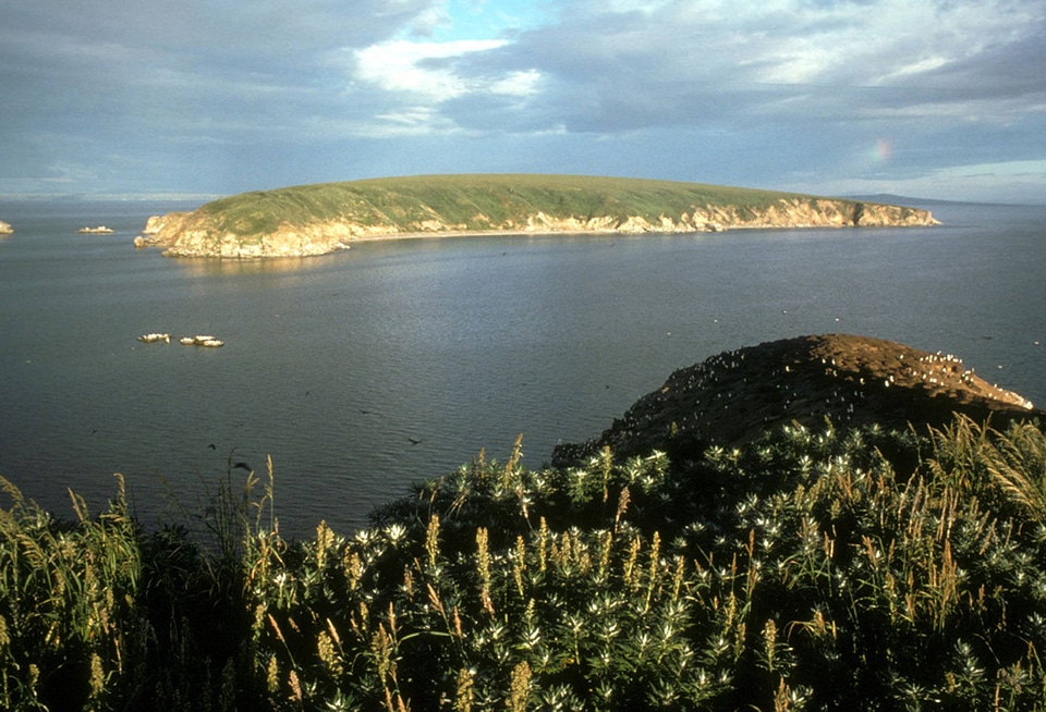 Chamisso wilderness