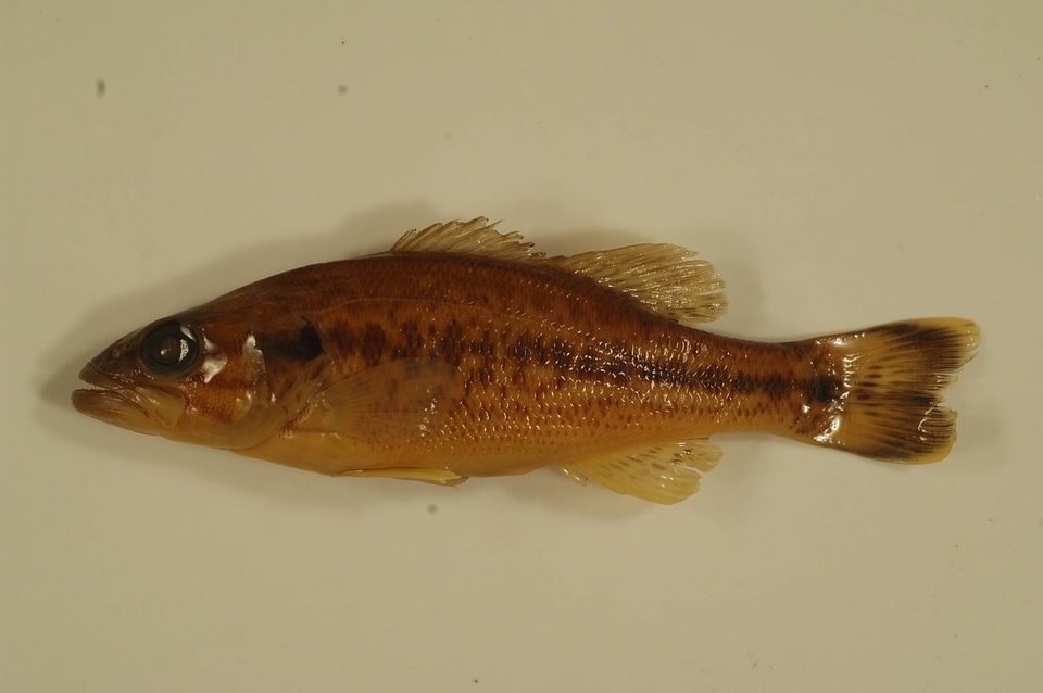 Micropterus punctulatus
