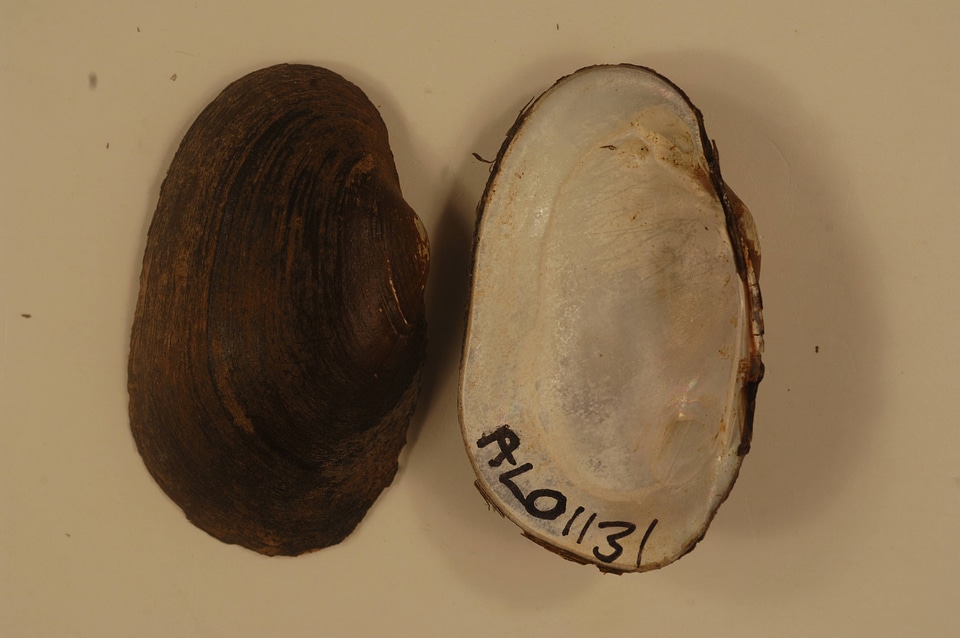 Villosa umbrans