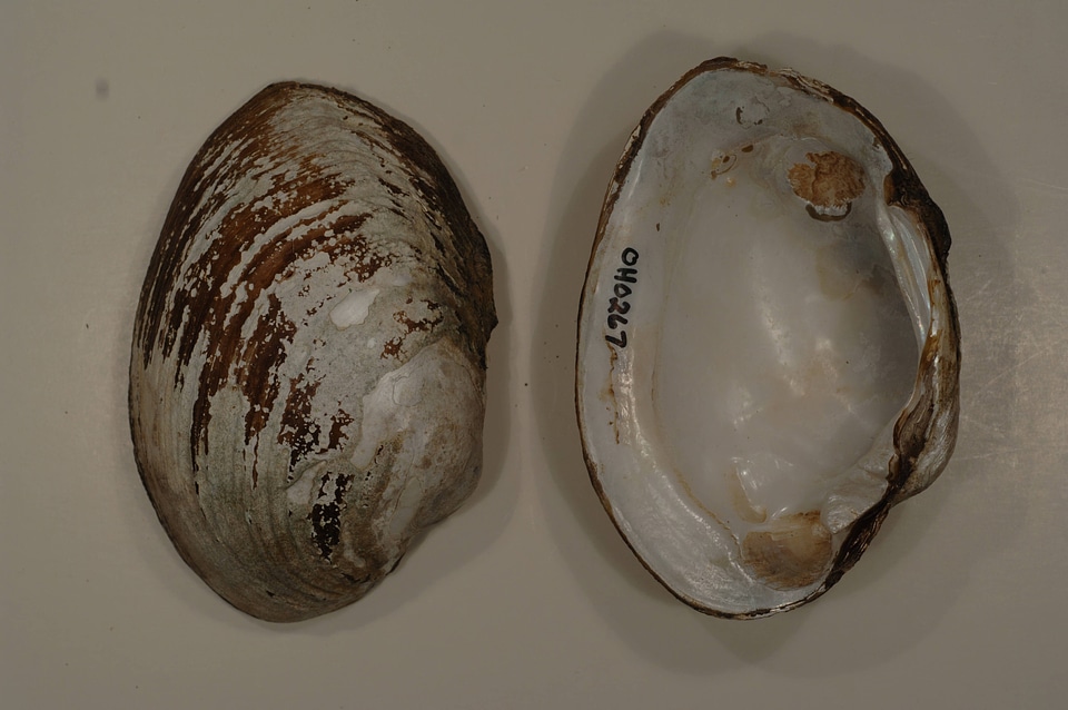 Lampsilis cardium
