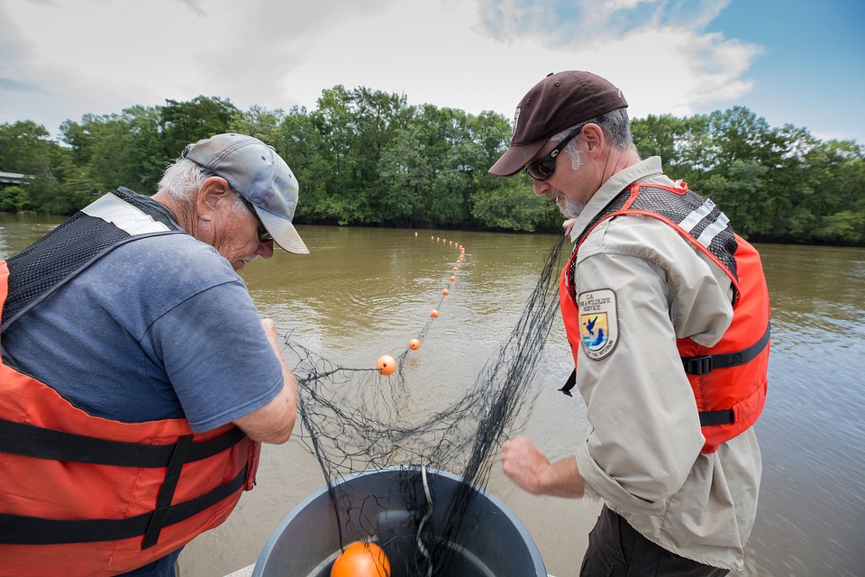 Biologists in boat net Gulf sturgeon in river-1