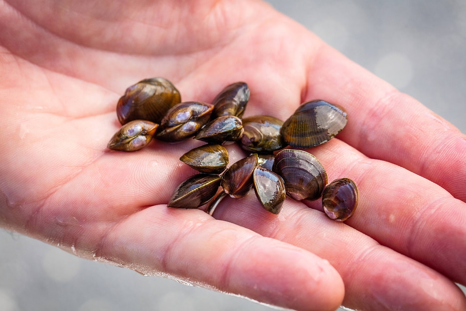 Purple Cat's Paw mussel in biologists hand