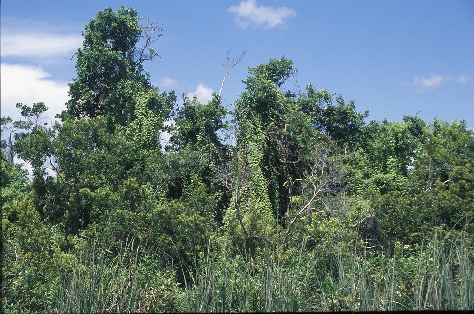 Lygodium in Florida