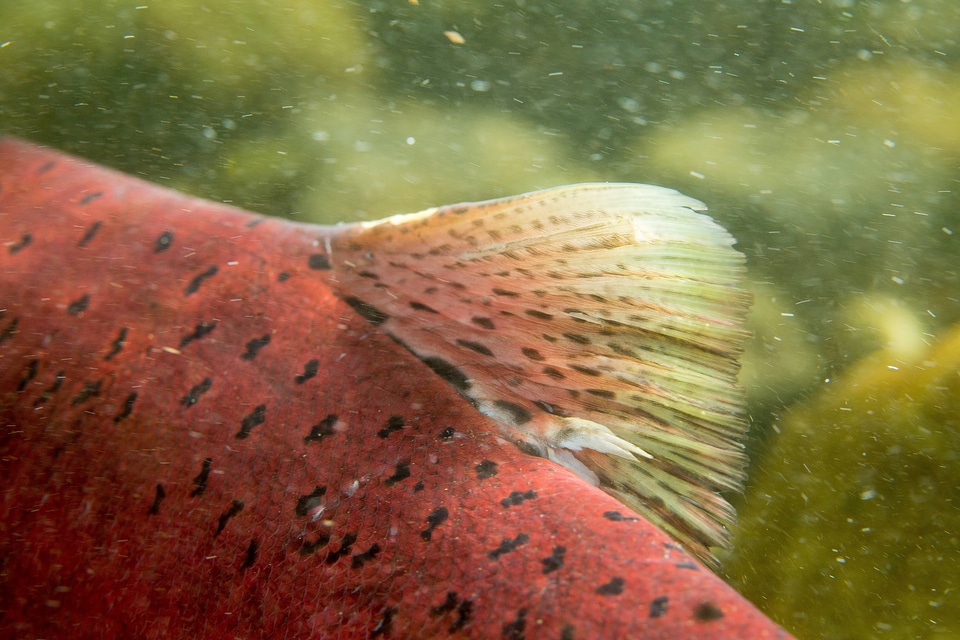 Chinook salmon dorsal fin